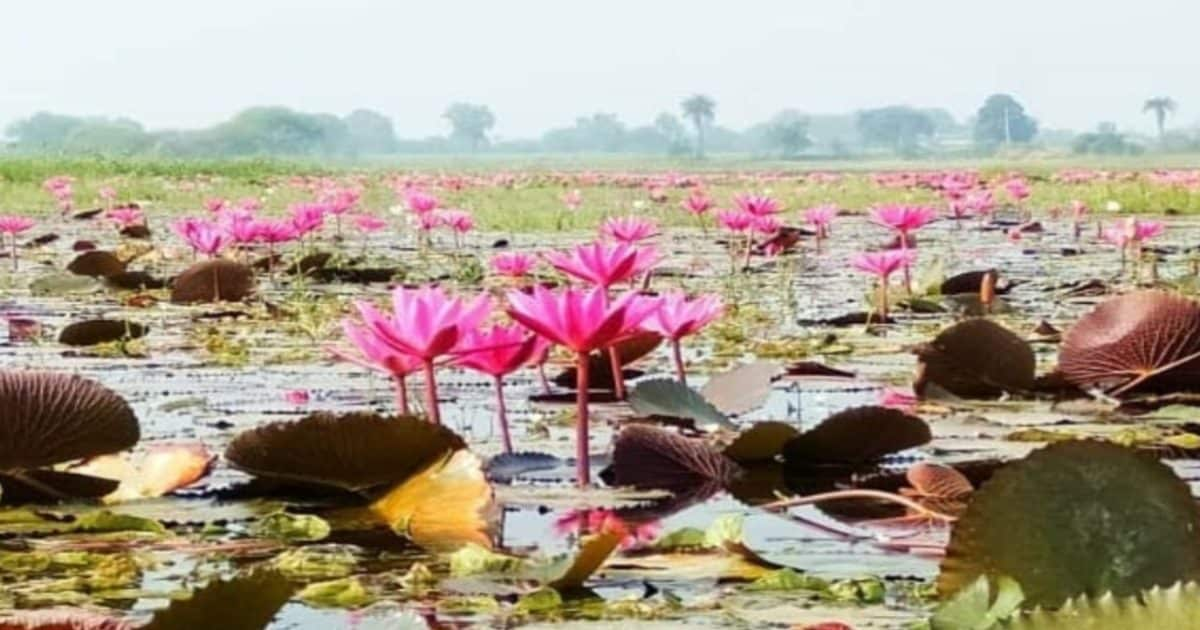 गुलावट लोटस वैली की खूबसूरती देख रह जाएंगे दंग, फोटोशूट के लिए बेस्ट प्लेस